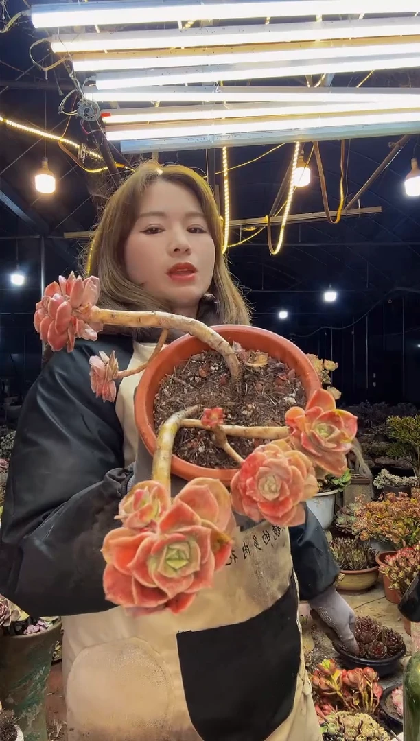 【闪购商品】可爱玫瑰石化锦一物一拍脱土包邮