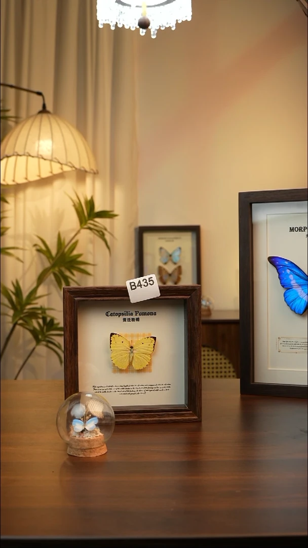 黄迁粉蝶真蝴蝶标本A435