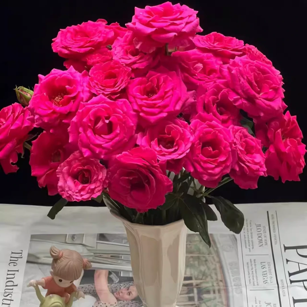 【多头弗洛伊德】精选多头弗洛伊德家居摆放插花云南鲜花优质鲜切花