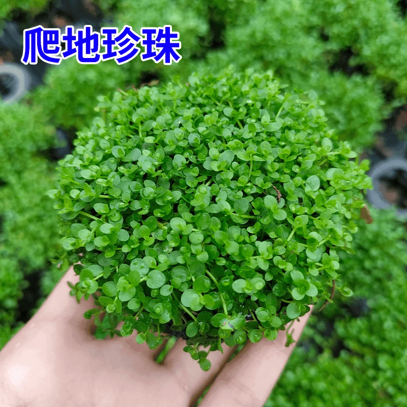 【珍珠草福利】矮珍珠高珍珠牛毛珍珠新手懒人水草坨草鱼缸造景