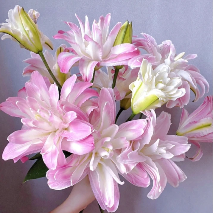 【探花甄选】水蜜桃（重瓣百合） 任意两单升级顺丰冷链