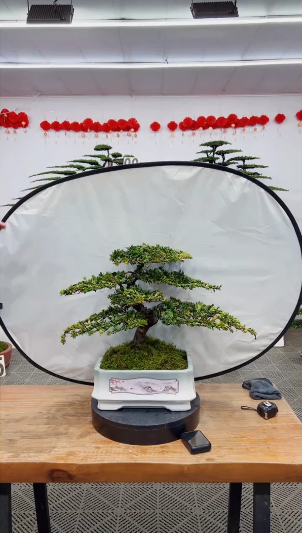 【闪购商品】盆景盆景