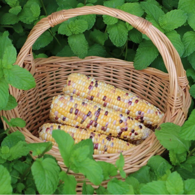 星辉五彩甜糯玉米