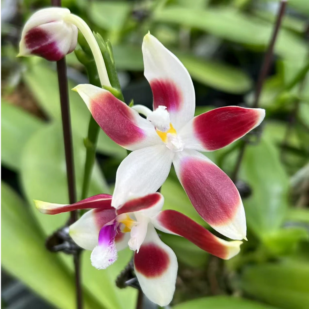 【熊猫盾】3.5寸开花株