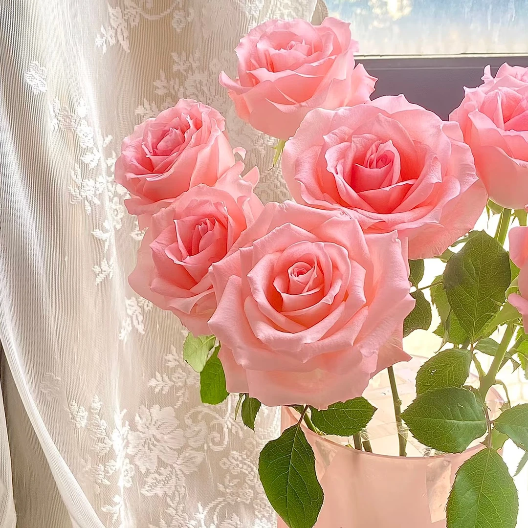 【粉玫瑰】鲜切花水养花期长鲜切花礼物家养