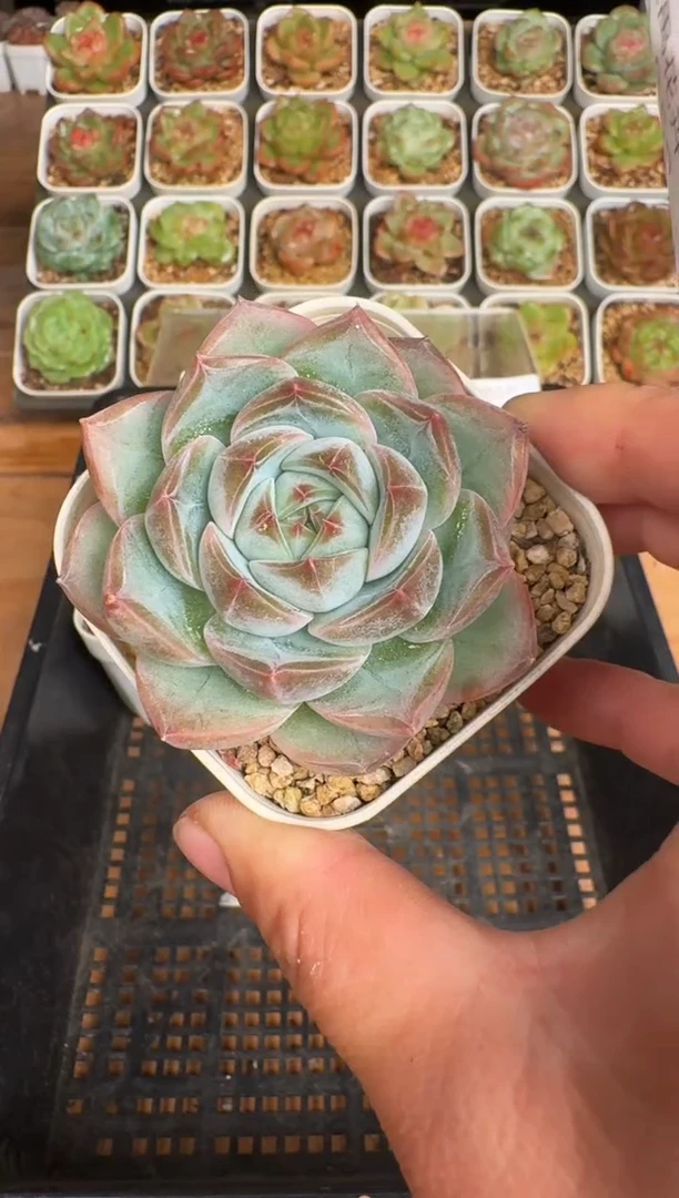 652a珍妮多肉(6.5cm杯）一物一拍 带盆土发