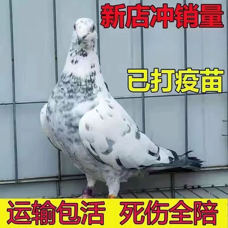 信鸽C包邮一只8两左右批发鸽子活苗下蛋