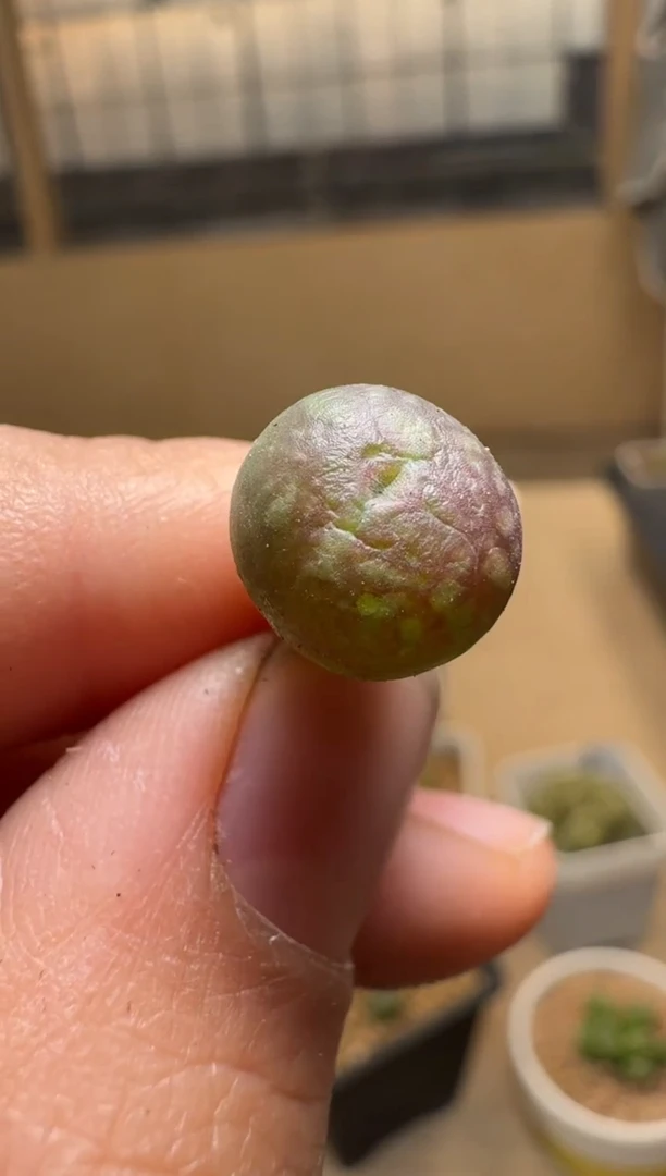 【闪购商品】21-367