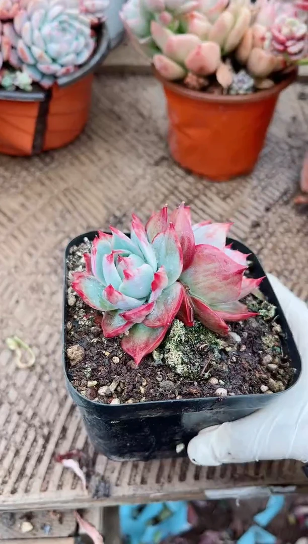 【闪购商品】03549