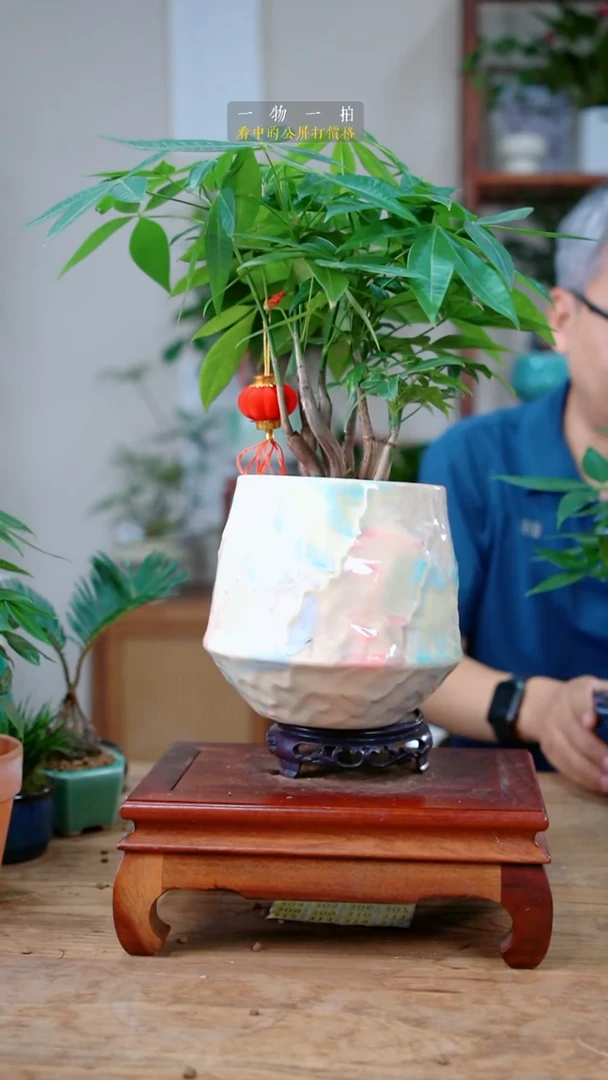 完全开放董*姐发财树279
