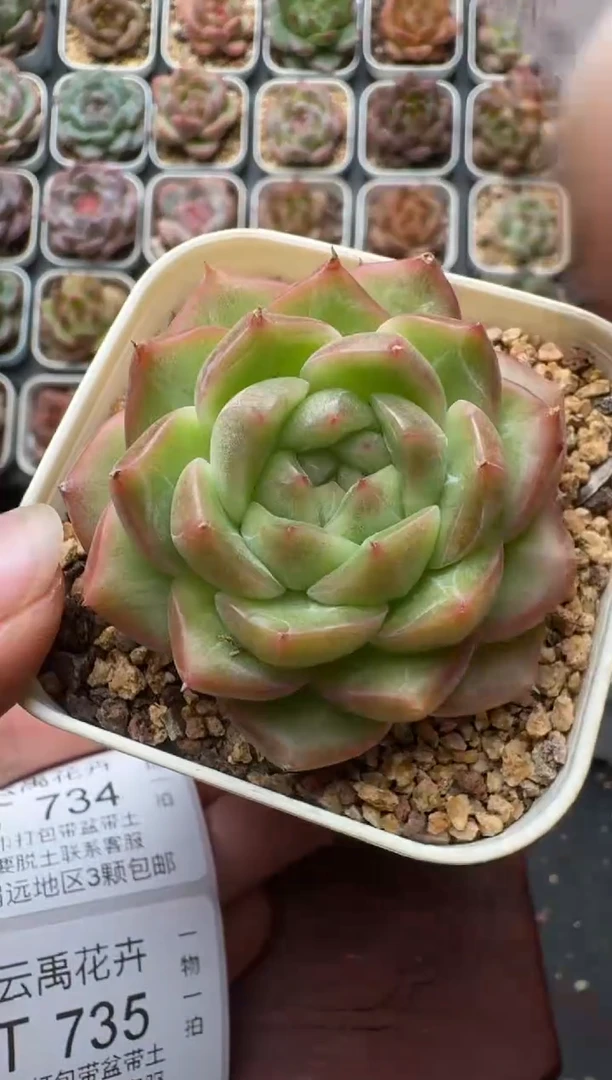733带盆土发 当场拍3颗以上包柚 多肉植物 一物一拍