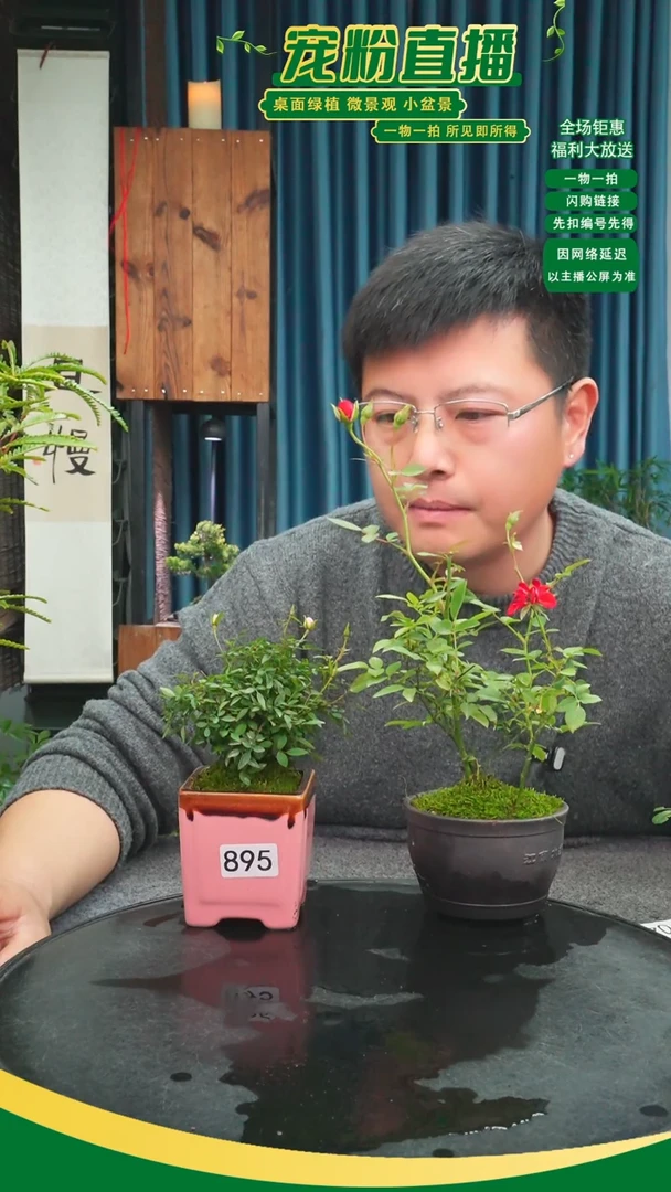 无花朵妙**慧苔藓微景观895号