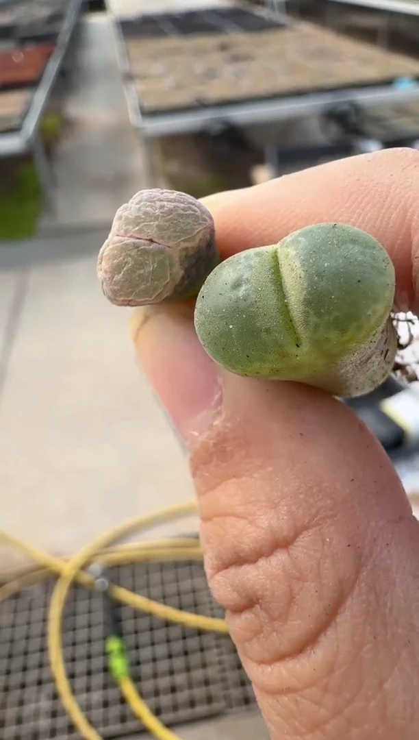 多肉植物肉锥23-12