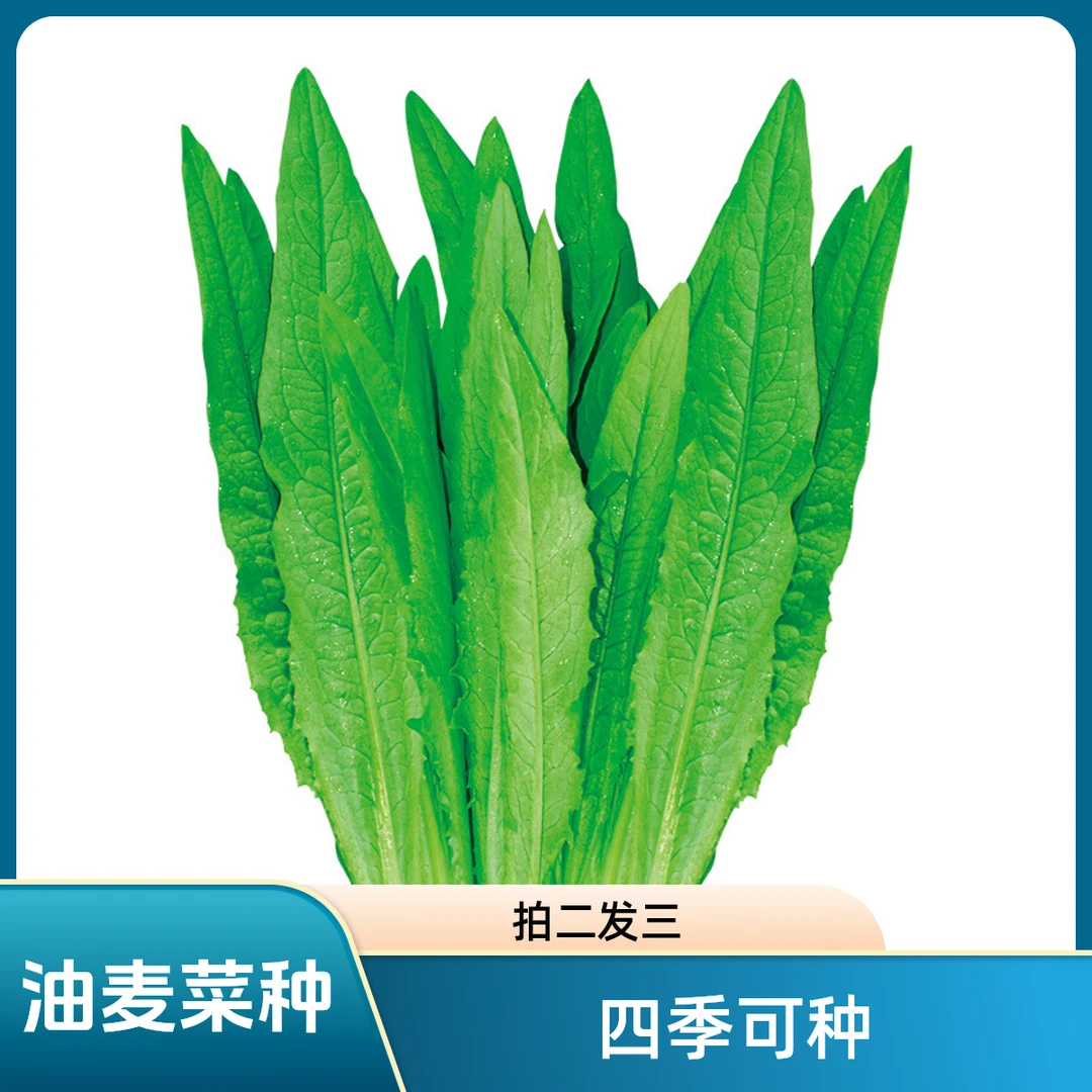 【拍二发三】四季油麦菜种子