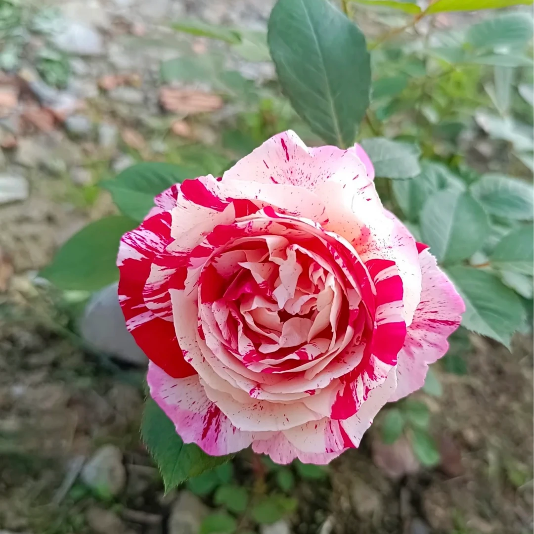 节日礼花1.5加仑修剪发货成都露天店铺月季独杆独颗扦插原盆原土