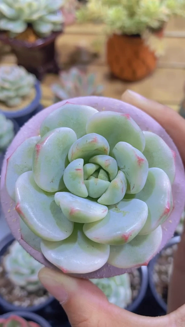 A796-香草锦脱土发（量拍）