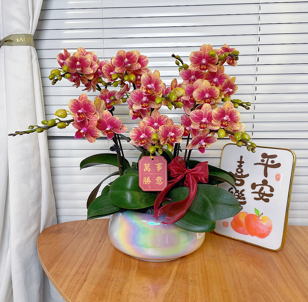 【金蝶-蝴蝶兰】高端鲜花 定制款  易养花期长 送礼家居摆件