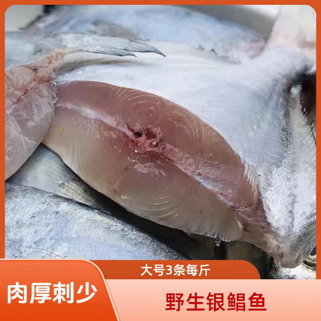 大号本地银鲳鱼3斤9条（每斤3条）白鲳/镜鱼肉厚刺少速冻锁鲜发货