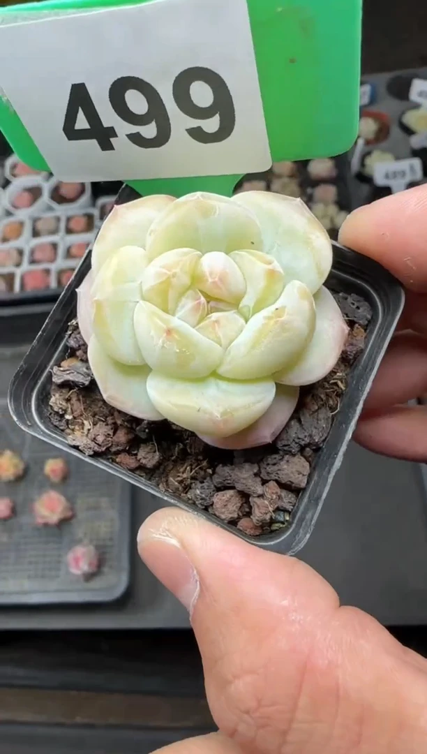 【闪购商品】一物一拍0223—499