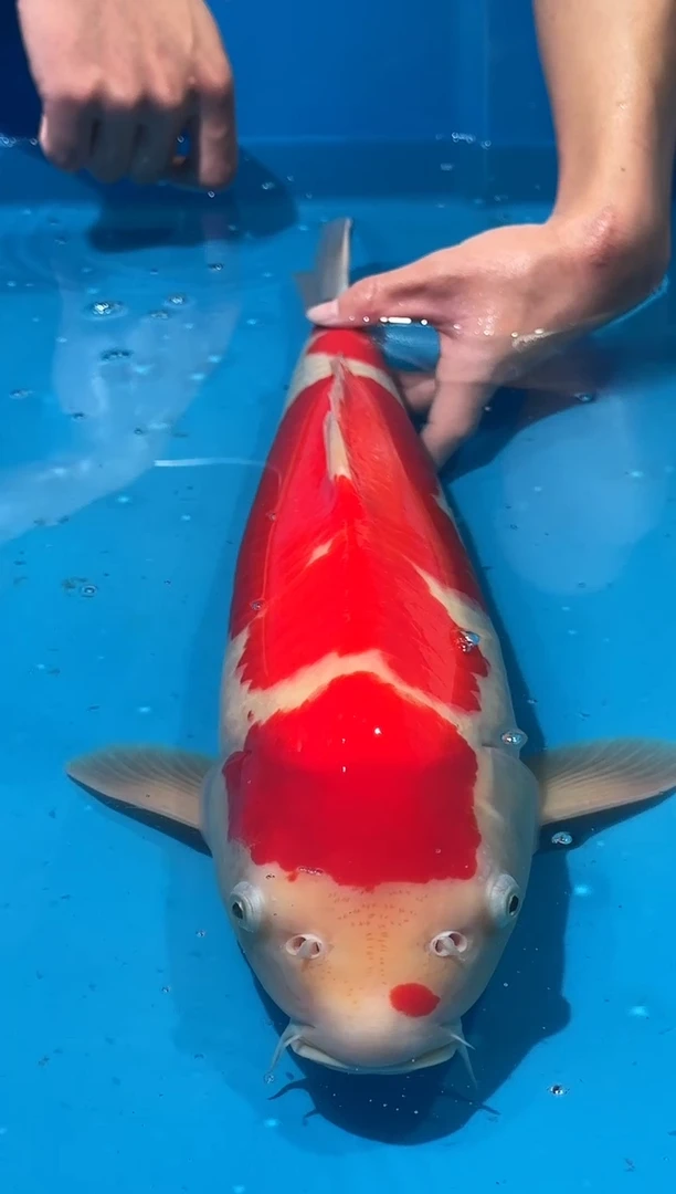 锦鲤佛山金隆锦鲤直播专用闪购链接，不支持7天无理由退货退款