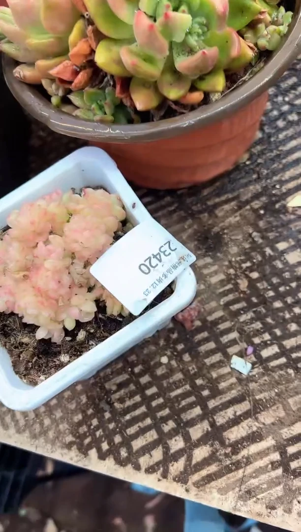 6***幺多肉植物一物一拍23420