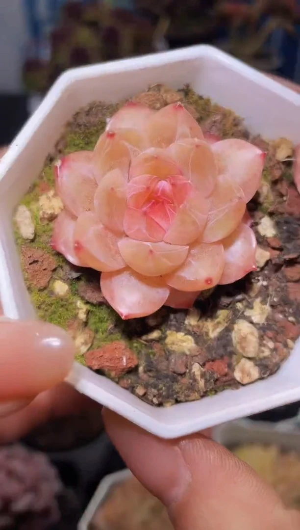 【闪购商品】351钻石珍妮