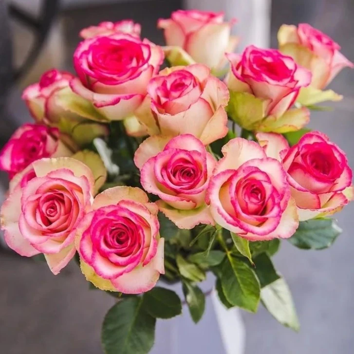 梦露 月季花苗大红嘴玫瑰不是佛罗里达室内阳台四季盆栽花卉绿植