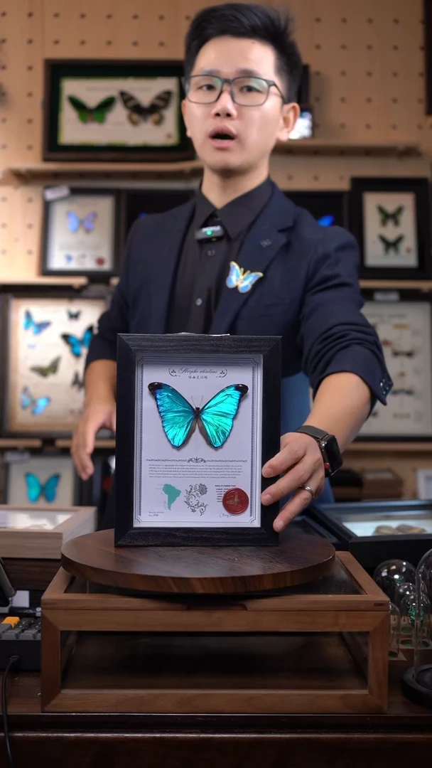 绿幽灵闪蝶标本摆件