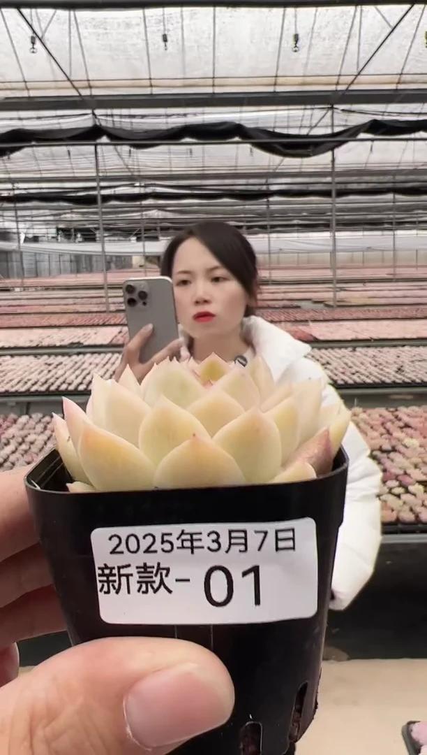 【闪购商品】新款多肉-01