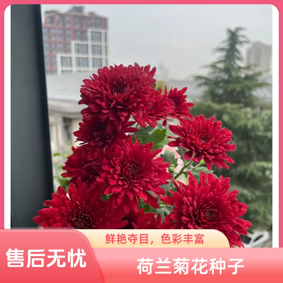 【荷兰菊花种子】荷兰菊种子四季种植盆栽地栽阳台小院种植