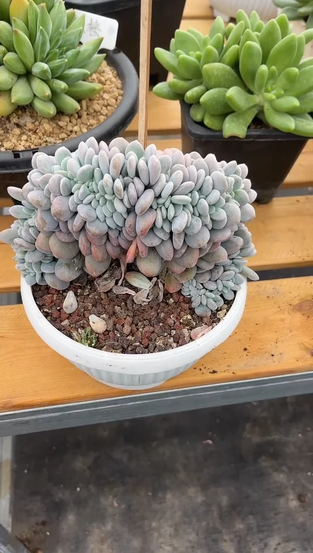 粉兔缀化