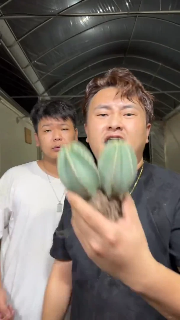 2颗 实生根 单头 微刺虾