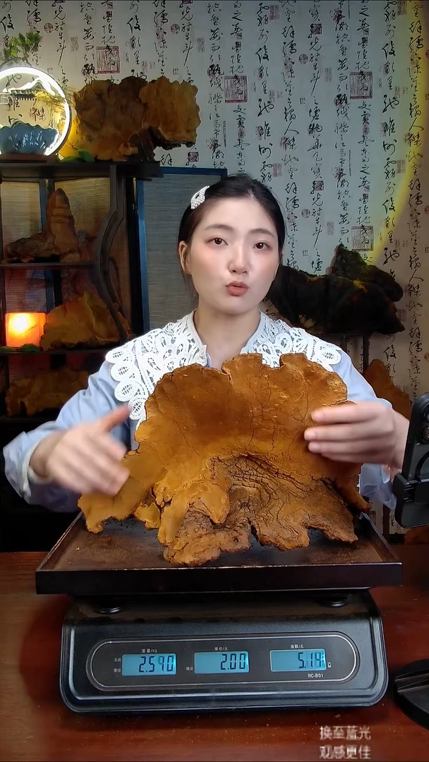 松针层孔菌中国大陆【藏区 野生】松树桑黄（5.16斤）70-80年份