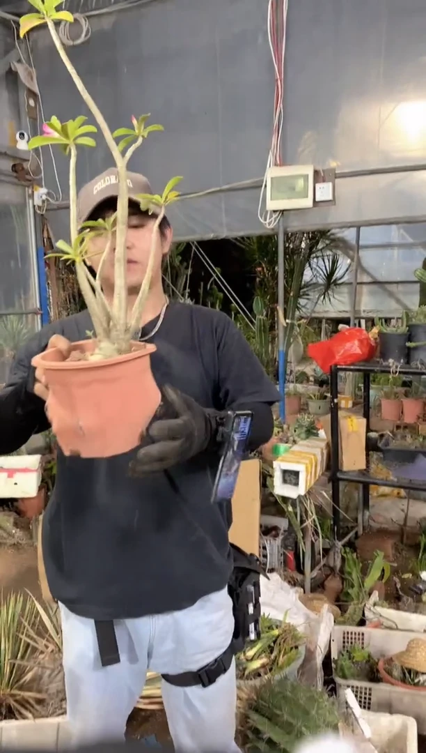 沙漠玫瑰一颗发货