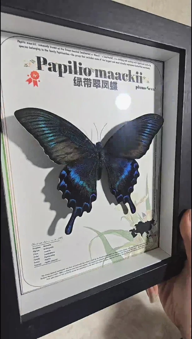 大绿带xu新款8寸相框