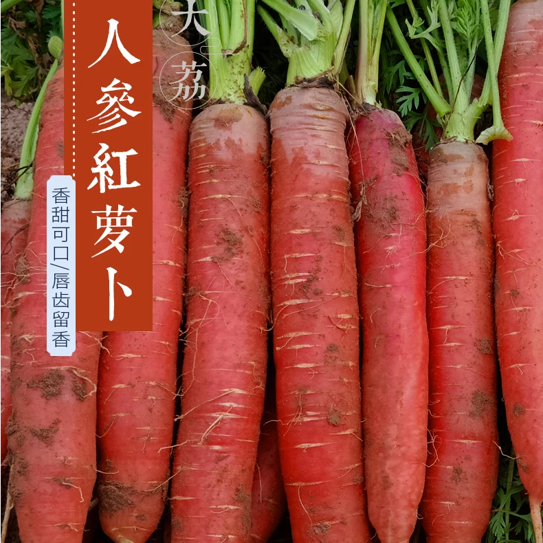 陕西沙地水果红萝卜新鲜脆嫩多汁可榨汁搭配现挖现发农家水果萝卜