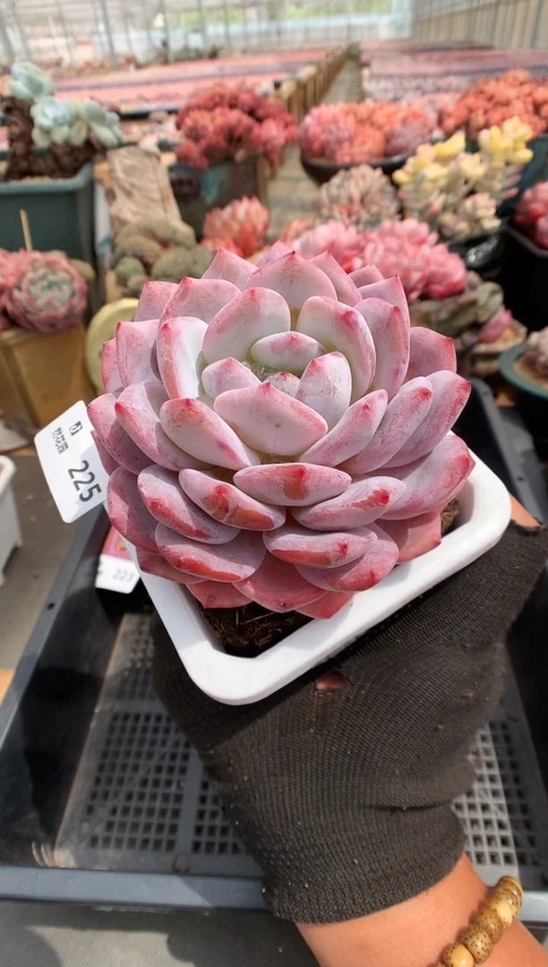 225雪天使一物一拍