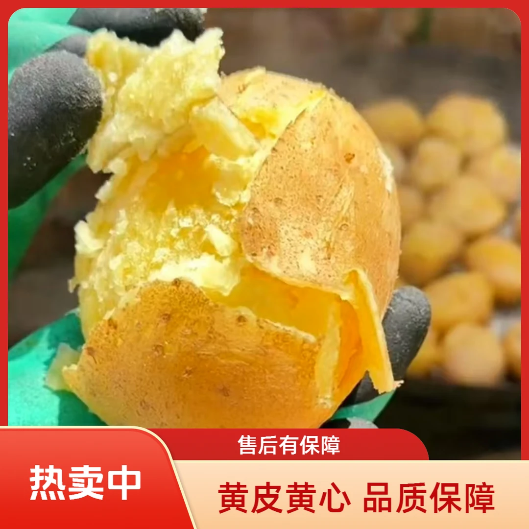 2025甘肃定西农家种老品种旱沙地面纱粉糯黄皮黄心土豆洋芋马铃薯