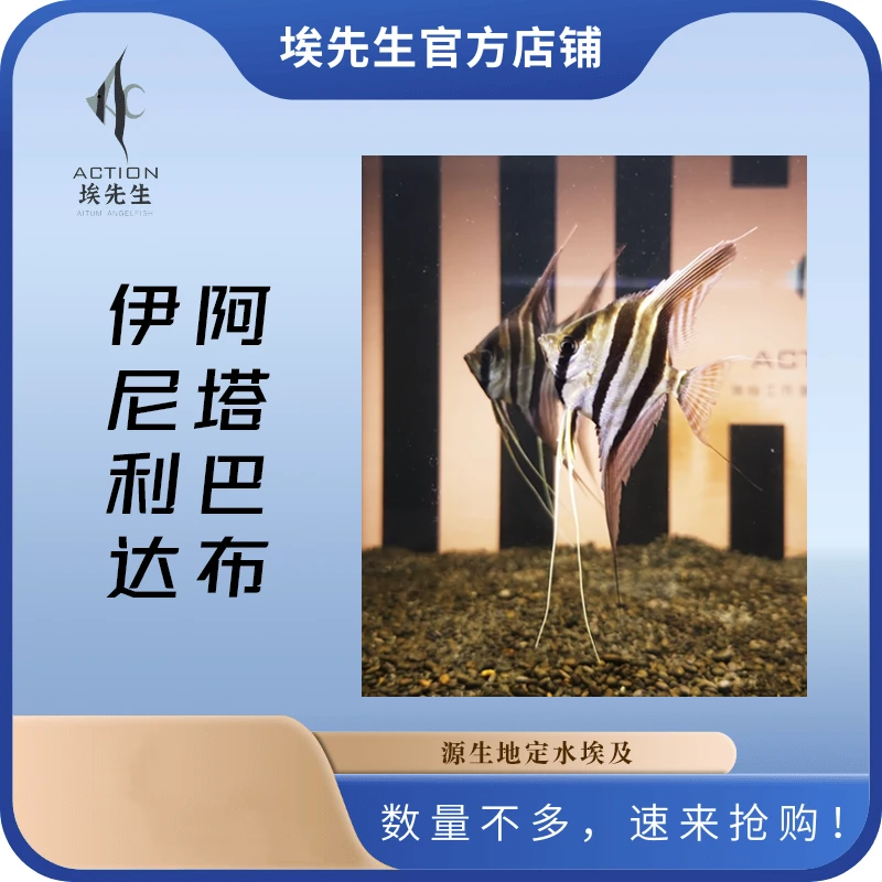 六周年庆活动埃及神仙伊尼/阿塔5只/组（入缸48小时包损）