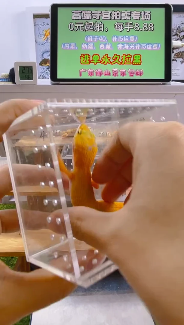 豹纹守宫肥尾豹纹苗子亚成成体