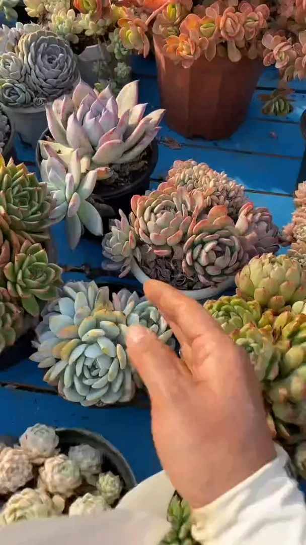 【闪购商品】1374秀妍