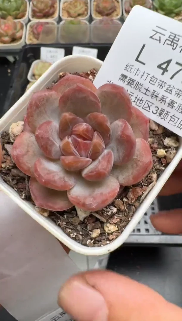 473L当天拍3颗包柚 带盆土纸巾打包 云禹花卉 珍妮多肉植物