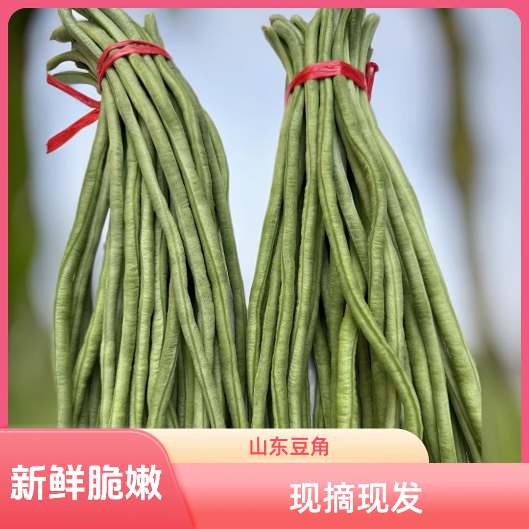 【包邮】山东农家特长架现摘现发豆角