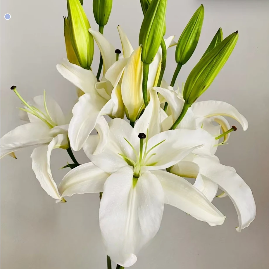 羊脂玉【白色系单瓣百合】任意两单花材发德邦空运