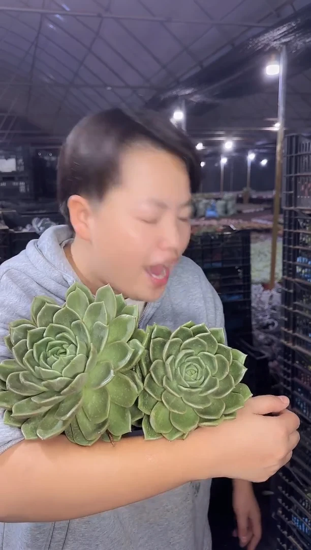 双头白玫瑰冬云带盆土6.88