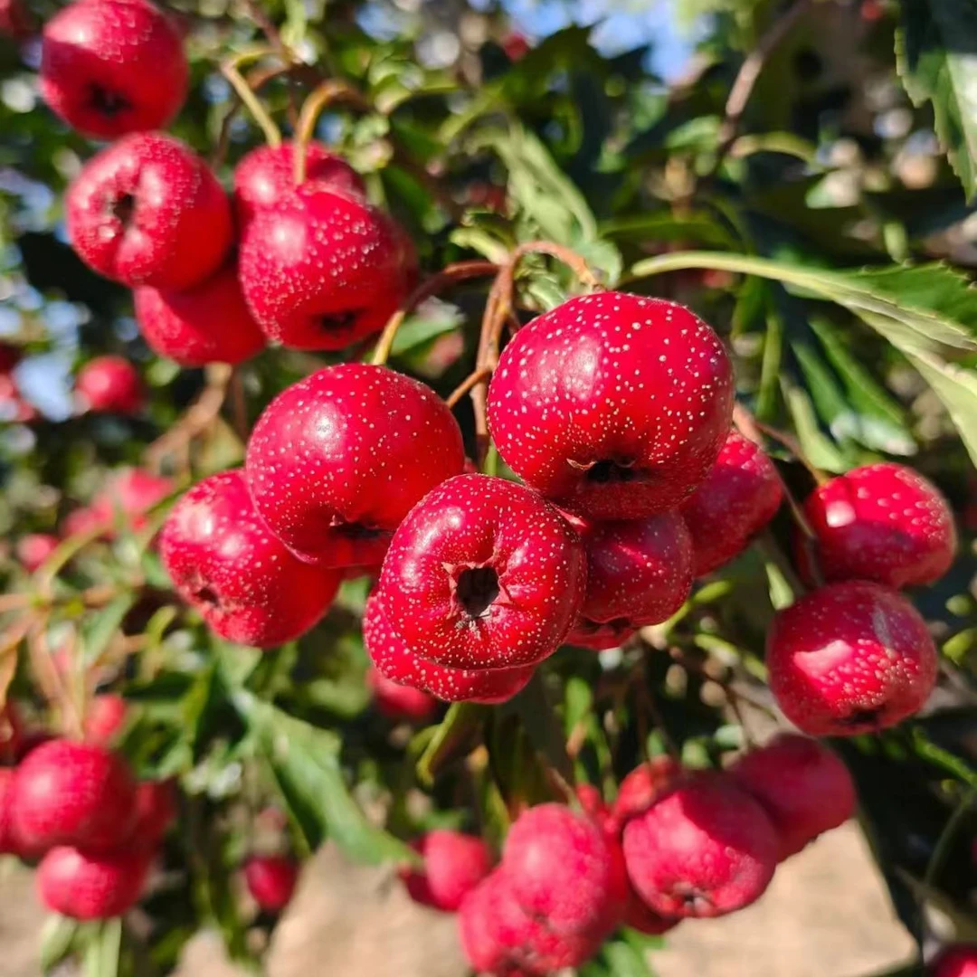上达（山楂）容器苗带杯带土露台庭院盆栽地栽成活率高