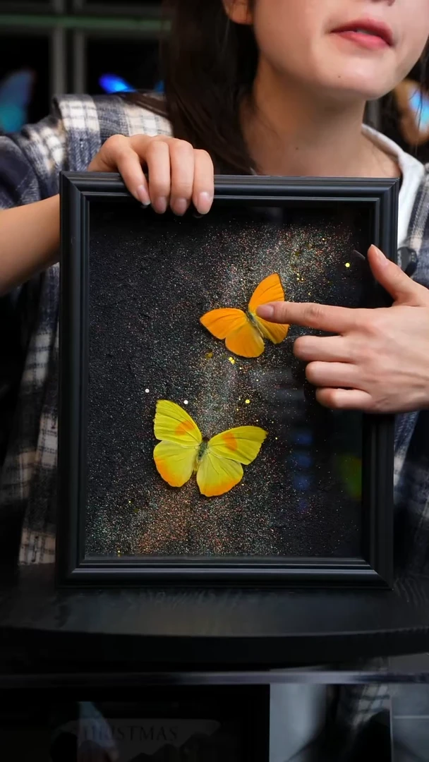 杏菲粉蝶+黄纹菲粉蝶银河款10寸