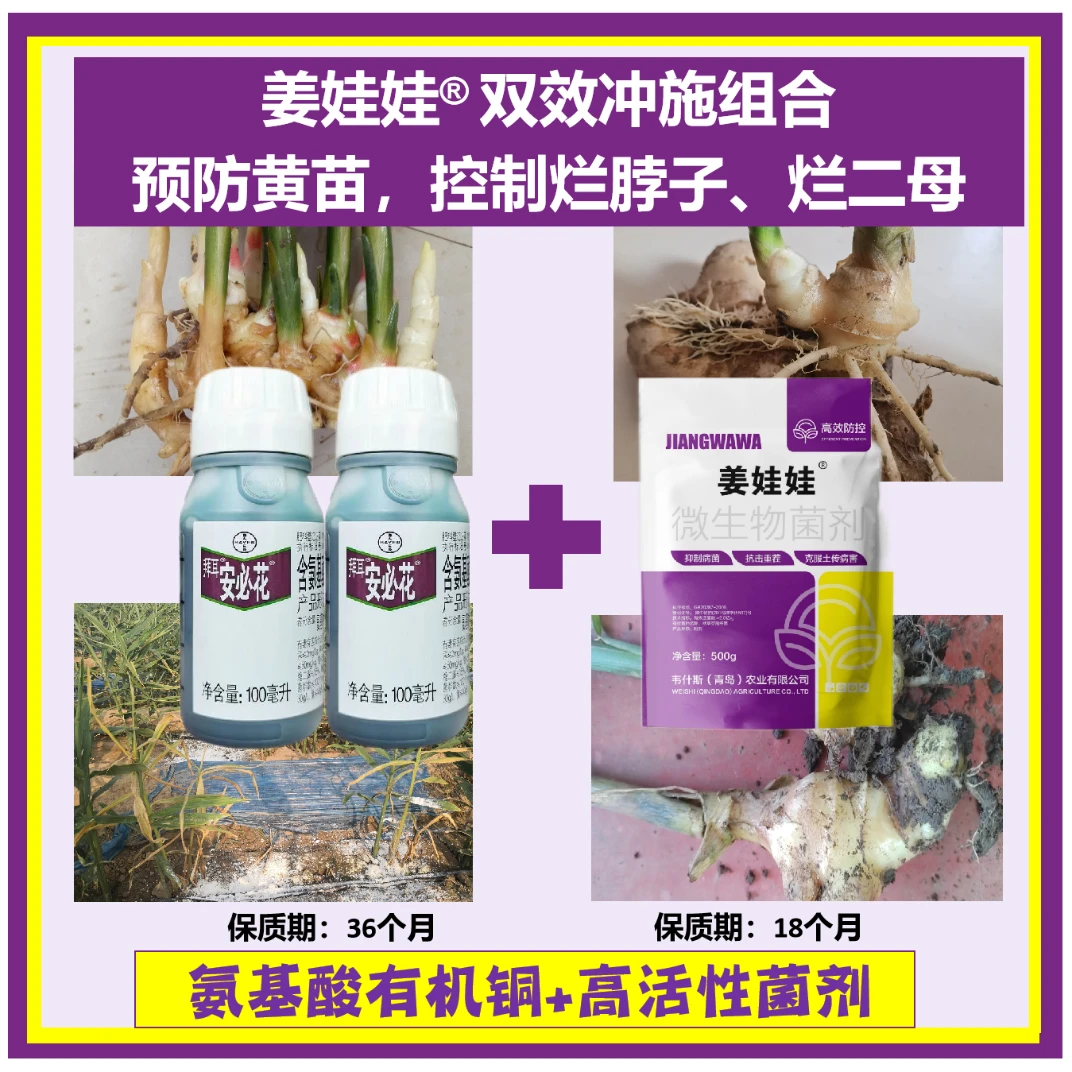 姜娃娃包膜生防菌冲施组合预防黄苗控制烂脖子烂二母