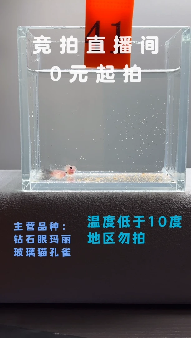 孔雀鱼超透玻璃猫C一对编号41
