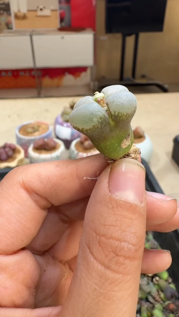 6-82多肉植物肉锥有伤